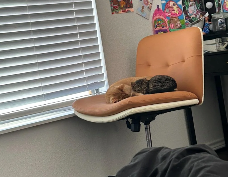 Cheezburger Image 10610159616