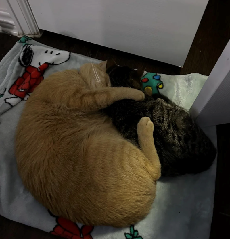 Cheezburger Image 10610160128