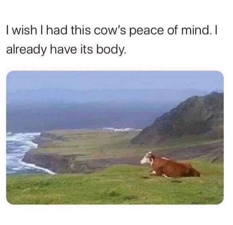 wish I had this cow's peace of mind. I already have its body.