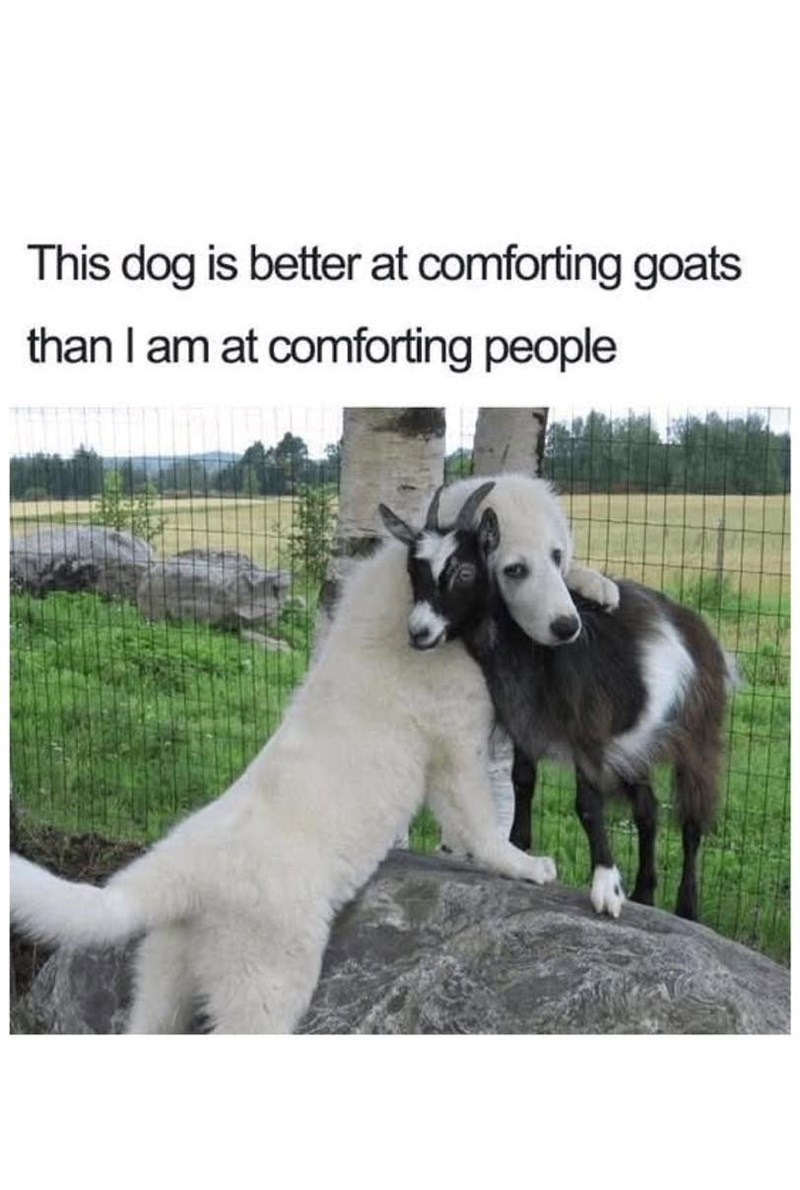 This dog is better at comforting goats than I am at comforting people