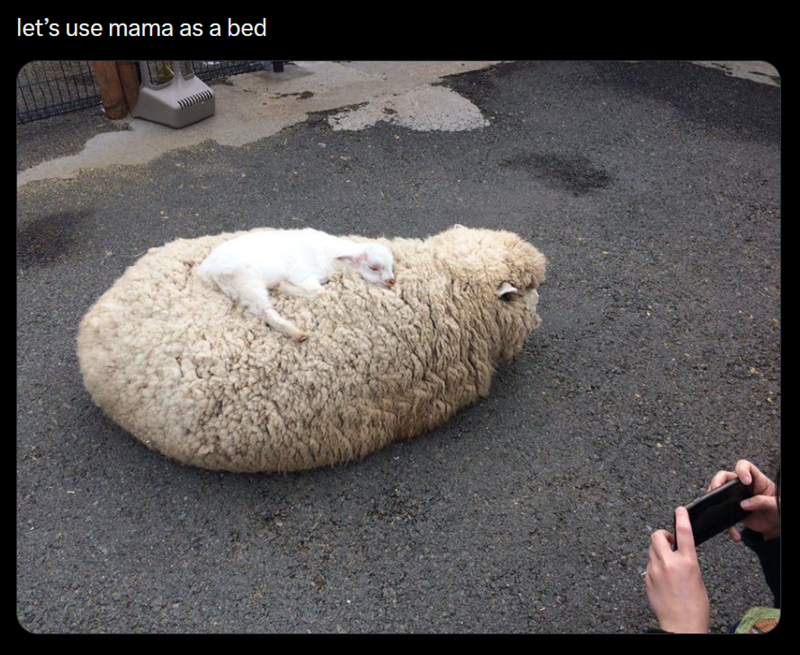 let's use mama as a bed
