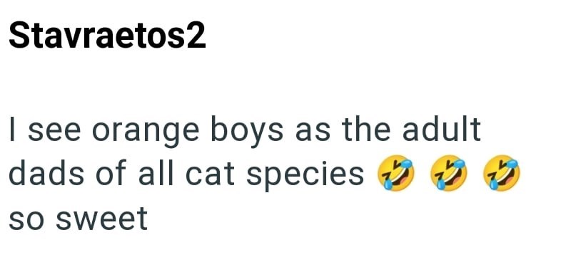 Stavraetos2 I see orange boys as the adult dads of all cat species ② so sweet