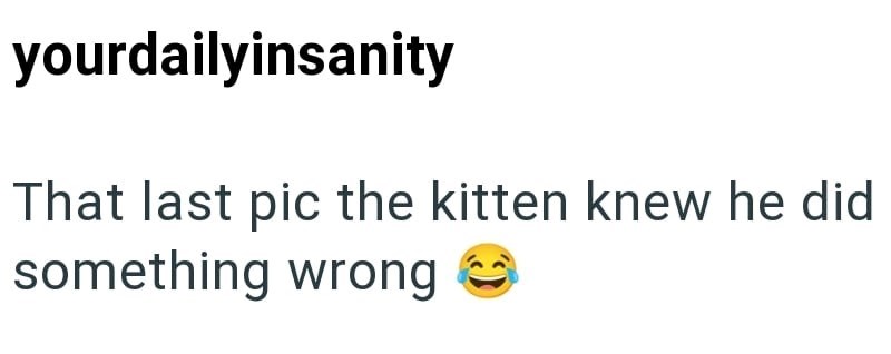 yourdailyinsanity That last pic the kitten knew he did something wrong