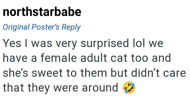 northstarbabe Original Poster's Reply Yes I was very surprised lol we have a female adult cat too and she's sweet to them but didn't care that they were around