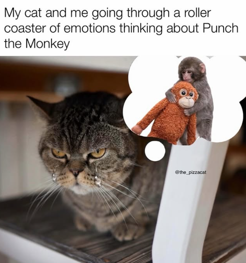 My cat and me going through a roller coaster of emotions thinking about Punch the Monkey @the_pizzacat