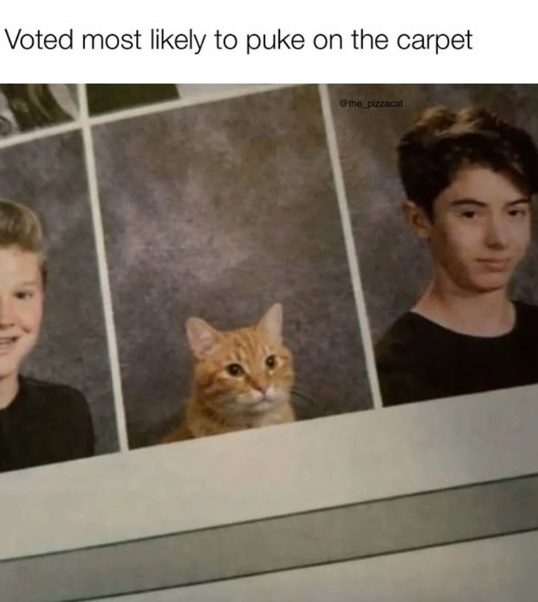 Voted most likely to puke on the carpet @the_pizzacat