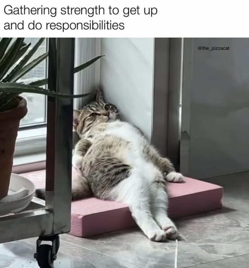 Gathering strength to get up and do responsibilities @the_pizzacat