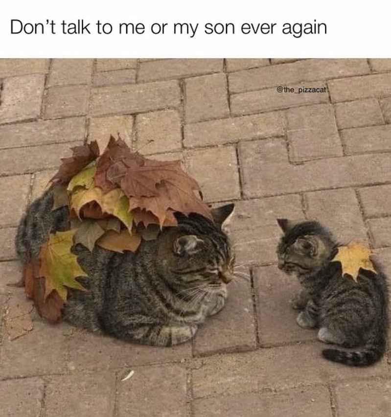 Don't talk to me or my son ever again @the_pizzacat
