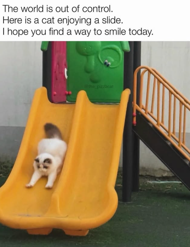 The world is out of control. Here is a cat enjoying a slide. I hope you find a way to smile today. @the_pizzacat