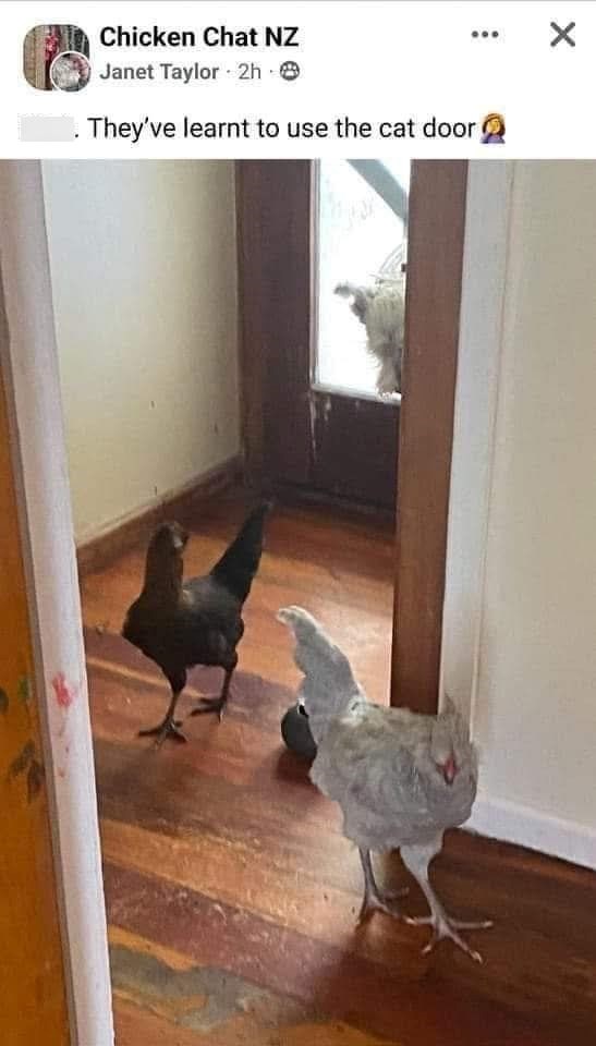 Chicken Chat NZ Janet Taylor 2h . They've learnt to use the cat door