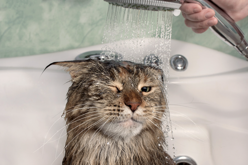 A wet tabby cat gets bathed under a handheld showerhead in a bathroom sink. 