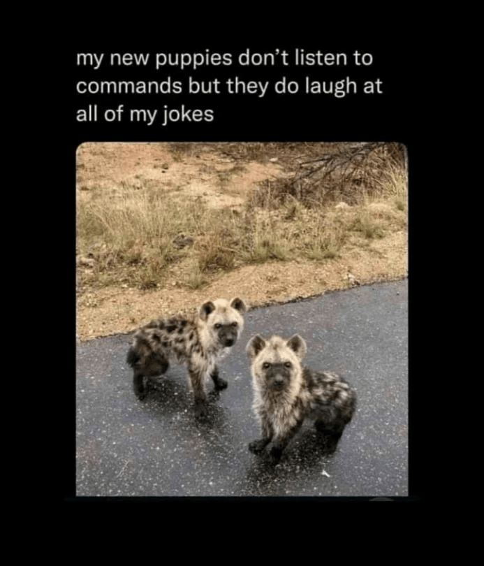 my new puppies don't listen to commands but they do laugh at all of my jokes