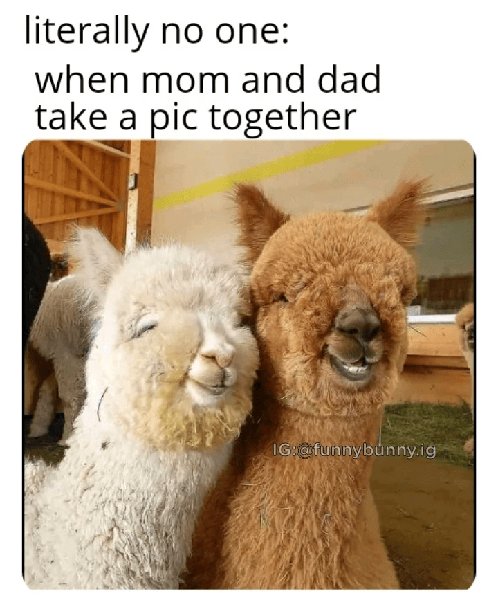 literally no one: when mom and dad take a pic together IG:@funnybunny.ig