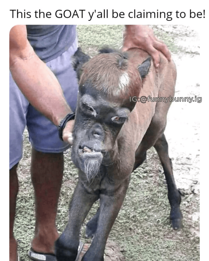 This the GOAT y'all be claiming to be! IG:@funnybunny.ig