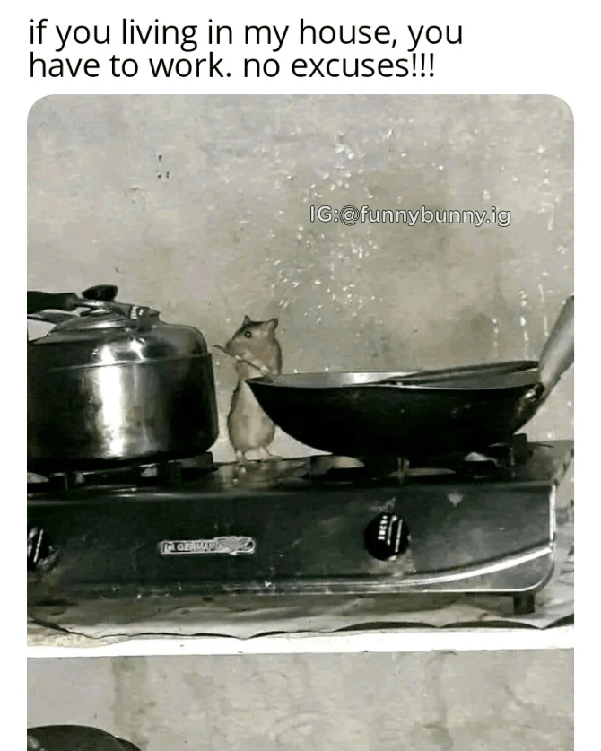 if you living in my house, you have to work. no excuses!!! IG:@funnybunny.ig GERVAN +6363