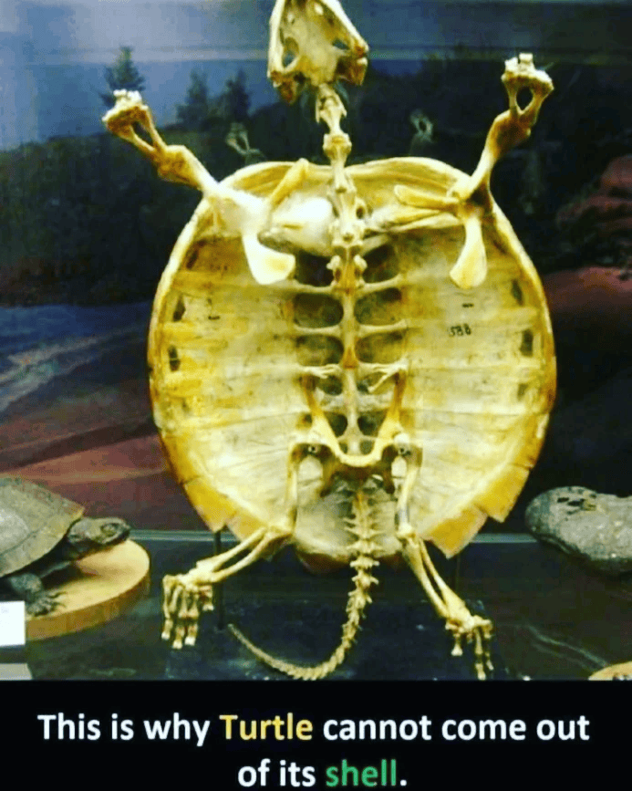 588 This is why Turtle cannot come out of its shell.