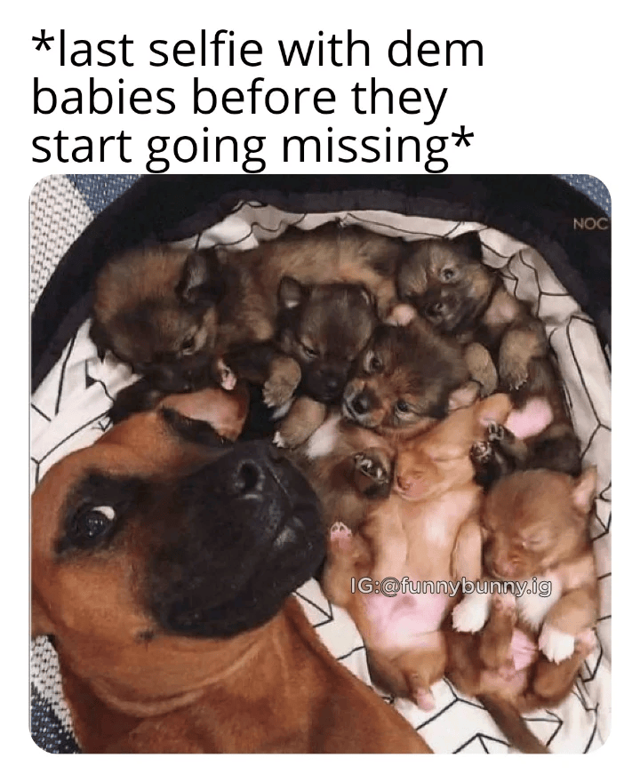 *last selfie with dem babies before they start going missing* IG:@funnybunny.ig NOC