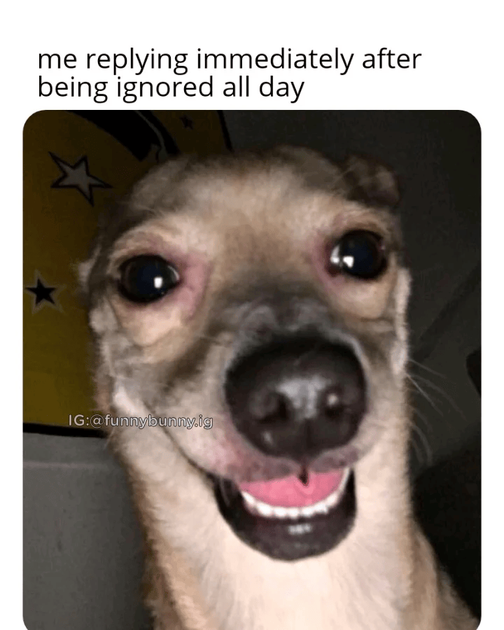 me replying immediately after being ignored all day IG:@funnybunny.ig
