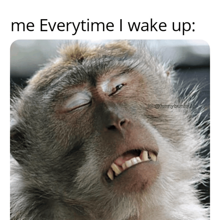 me Everytime I wake up: IG:@funnybunny.ig