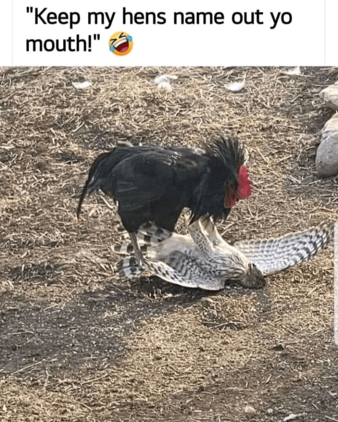 "Keep my hens name out yo mouth!"