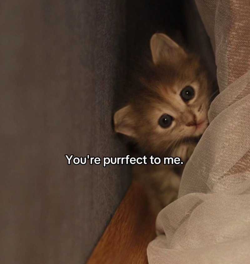 You're purrfect to me.