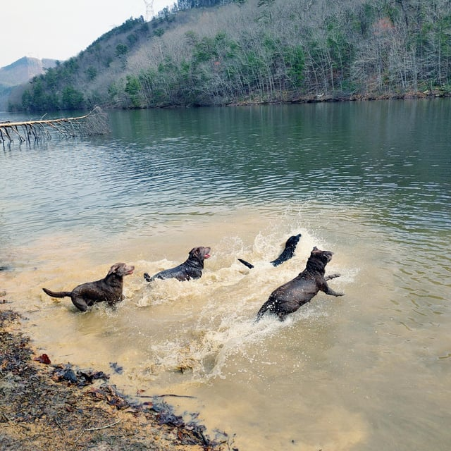 Cheezburger Image 10610194688