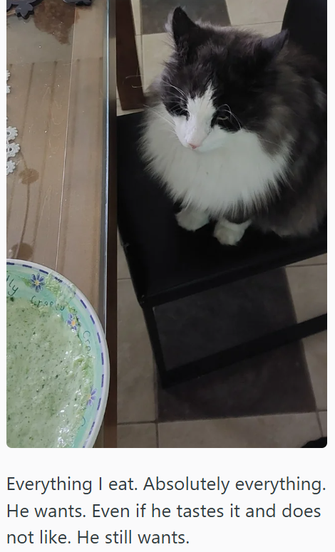 Everything I eat. Absolutely everything. He wants. Even if he tastes it and does not like. He still wants.