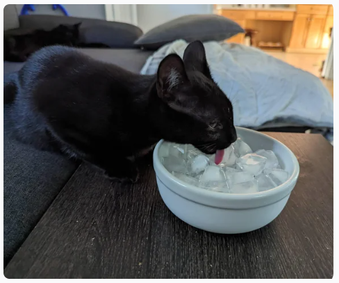 Cheezburger Image 10610196736