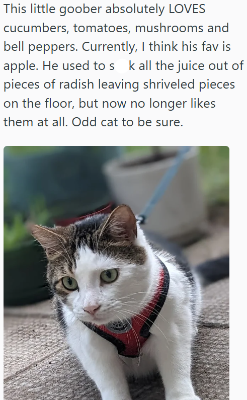 This little goober absolutely LOVES cucumbers, tomatoes, mushrooms and bell peppers. Currently, I think his fav is apple. He used to s k all the juice out of pieces of radish leaving shriveled pieces on the floor, but now no longer likes them at all. Odd cat to be sure.