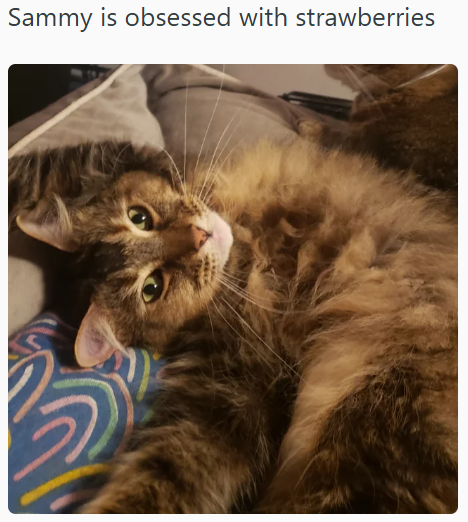 Sammy is obsessed with strawberries