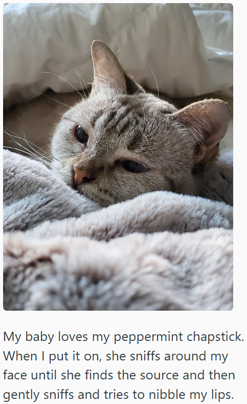 My baby loves my peppermint chapstick. When I put it on, she sniffs around my face until she finds the source and then gently sniffs and tries to nibble my lips.