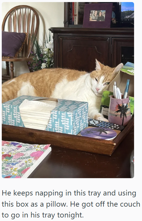 NDOUR MO He keeps napping in this tray and using this box as a pillow. He got off the couch to go in his tray tonight.