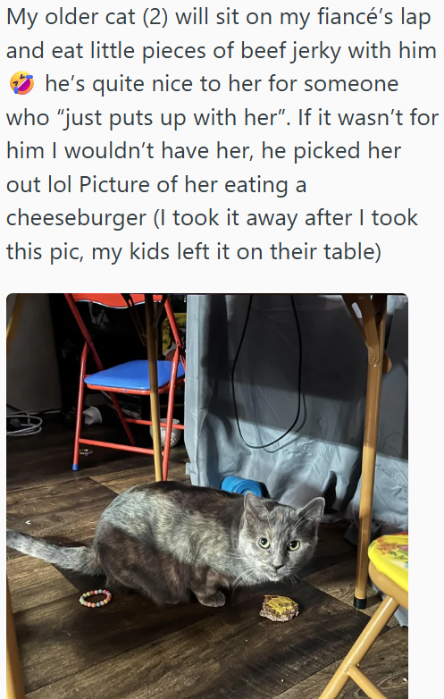 My older cat (2) will sit on my fiancé's lap and eat little pieces of beef jerky with him he's quite nice to her for someone who "just puts up with her". If it wasn't for him I wouldn't have her, he picked her out lol Picture of her eating a cheeseburger (I took it away after I took this pic, my kids left it on their table)