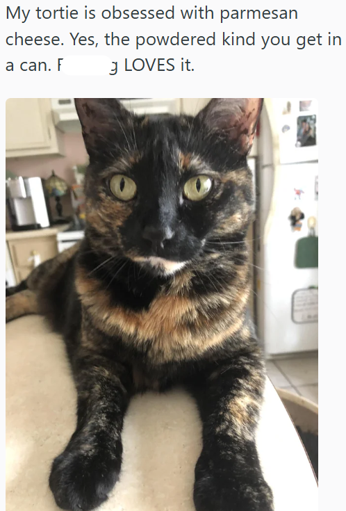My tortie is obsessed with parmesan cheese. Yes, the powdered kind you get in 3 LOVES it. a can. F H