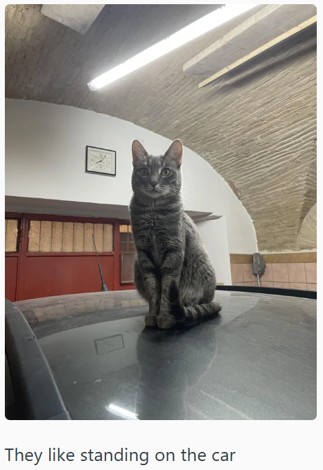 They like standing on the car