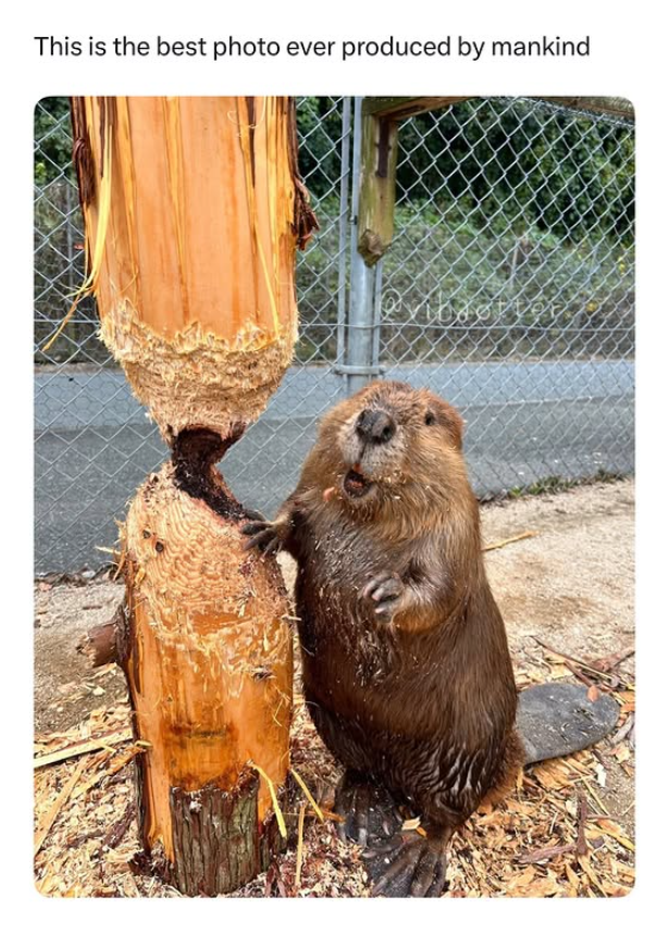 This is the best photo ever produced by mankind