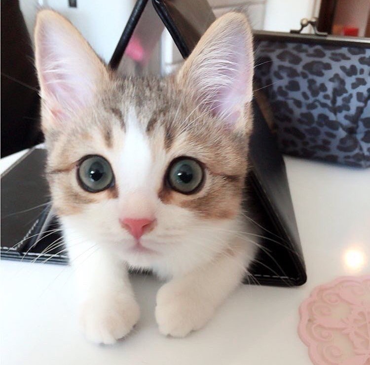 Cheezburger Image 10610201856