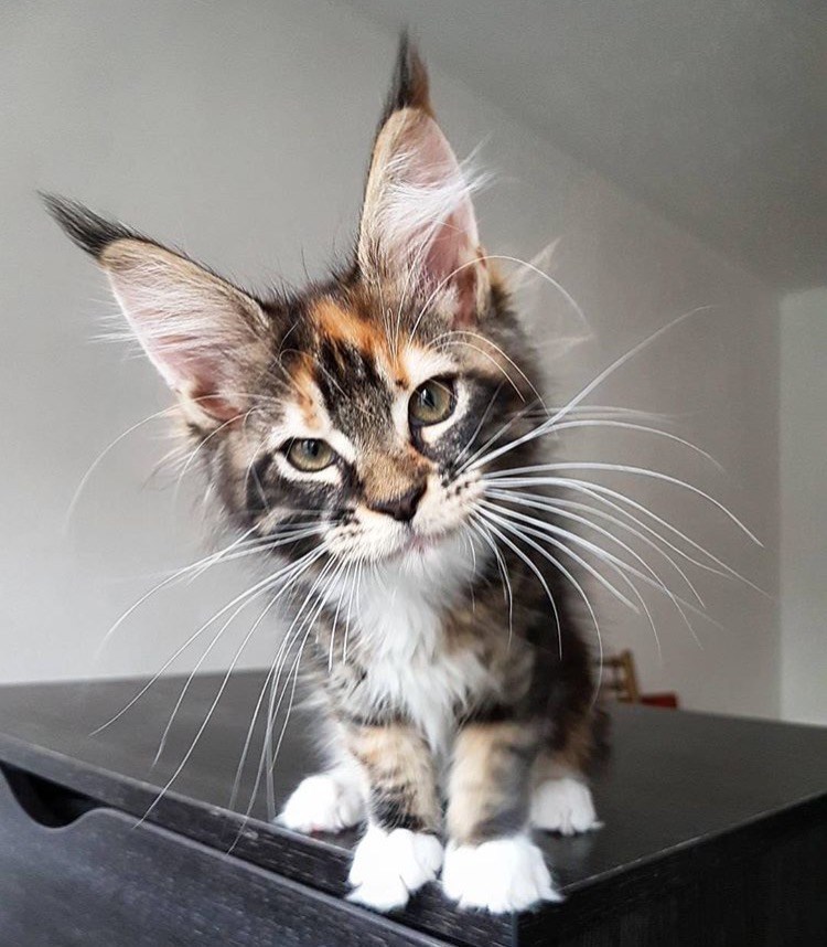 Cheezburger Image 10610202112