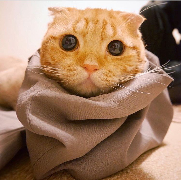 Cheezburger Image 10610202368