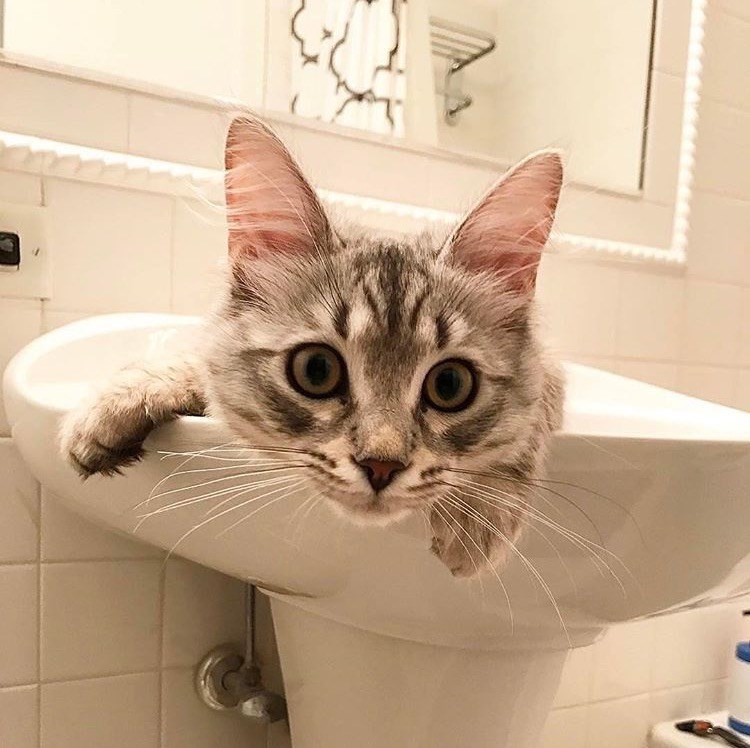 Cheezburger Image 10610203136