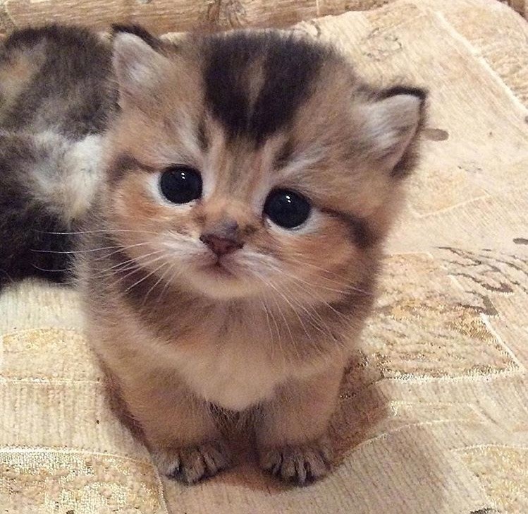 Cheezburger Image 10610203392