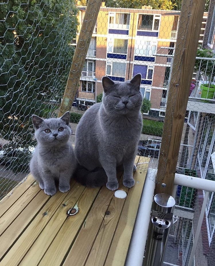 Cheezburger Image 10610203648