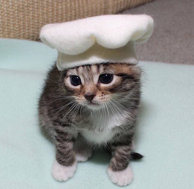 Cheezburger Image 10610204416