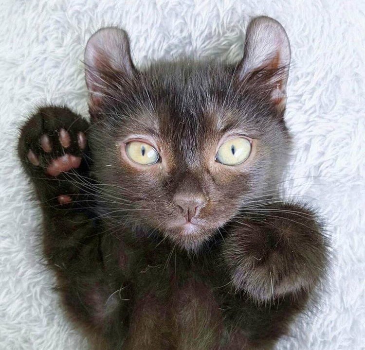 Cheezburger Image 10610204672