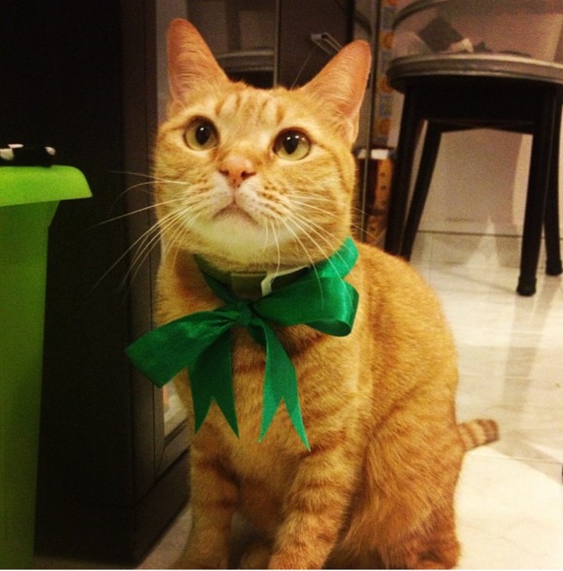 Cheezburger Image 10610205440