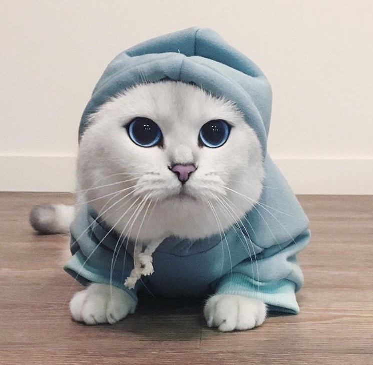 Cheezburger Image 10610205696