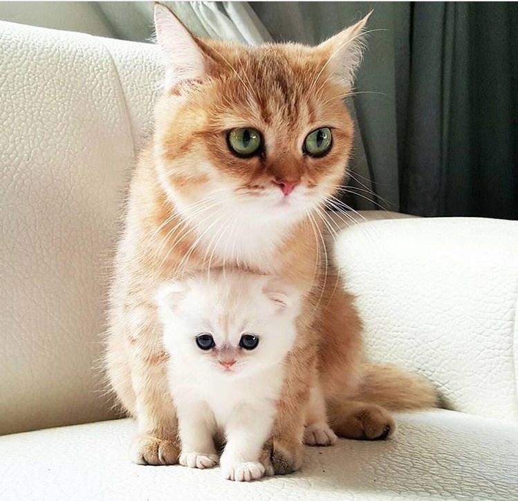 Cheezburger Image 10610206208