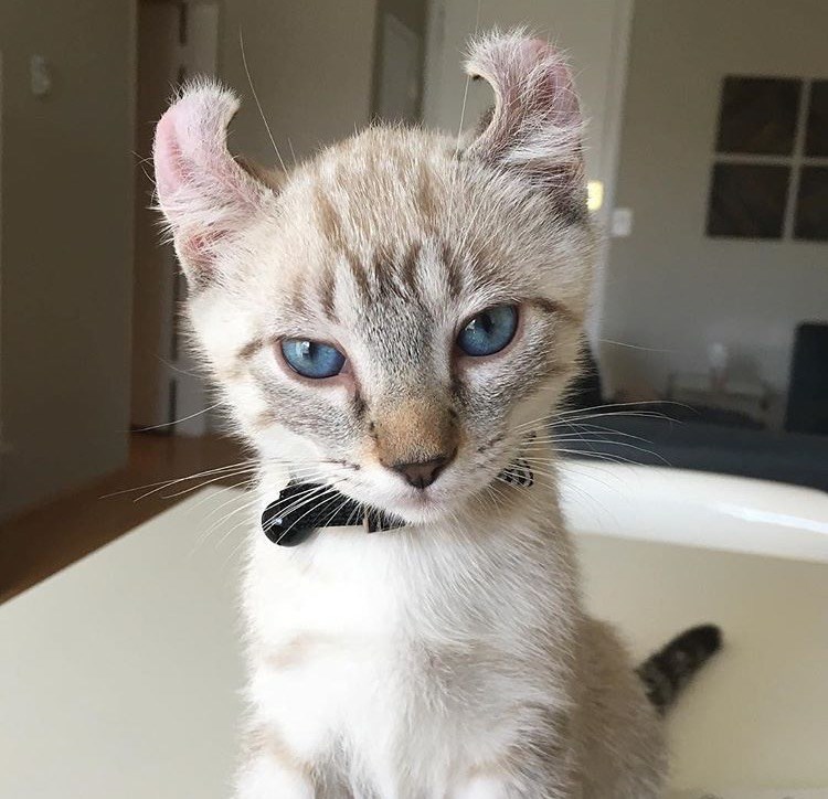 Cheezburger Image 10610206464