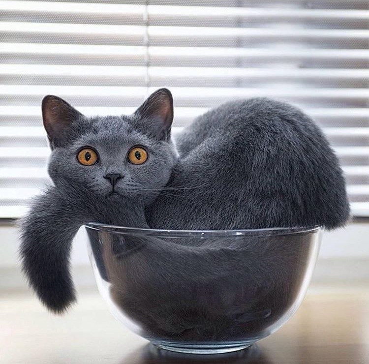 Cheezburger Image 10610207232