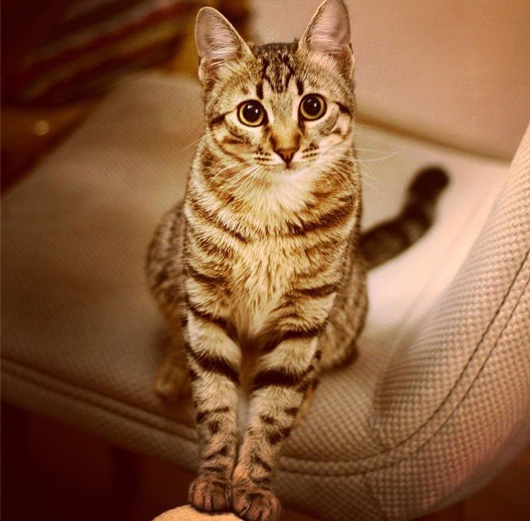 Cheezburger Image 10610207744